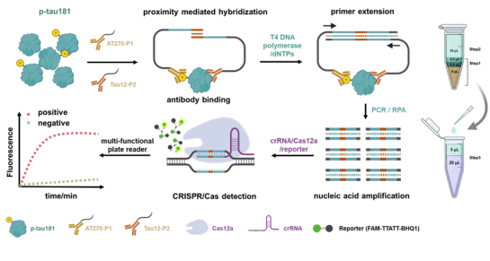 【邱雪课题组】在阿尔兹海默症早期分子诊断生物标志物检测和多糖的“类免疫”荧光分析领域取得系列进展