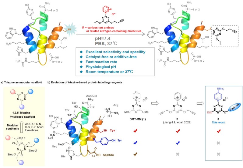 【江涛课题组&李静课题组】在可调控三嗪化学探针及PDC靶向药物研发领域取得新进展